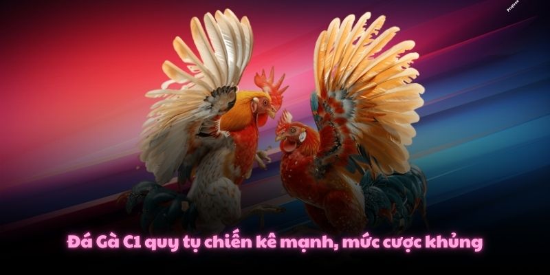 Đá Gà C1 quy tụ chiến kê mạnh, mức cược khủng