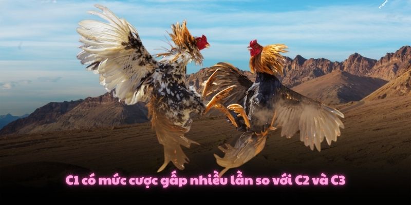 C1 có mức cược gấp nhiều lần so với C2 và C3